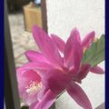 L'EPIPHYLLUM WENDY