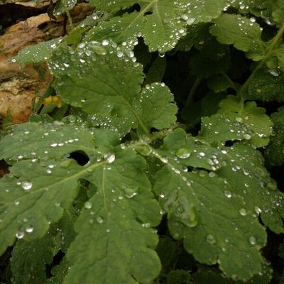 Vent de mer, vent de terre