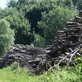 Feu la forêt de mon enfance