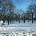 NYC : Central Park, Chinatown & Flatiron