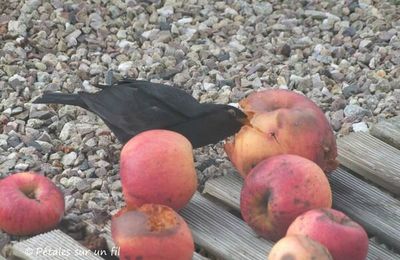 Merle gourmand.