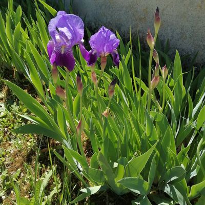 Iris fleuri.... Magnifique.... 