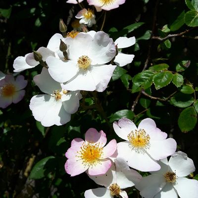 Rosa Sir Francis Lester