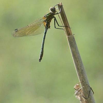 Douceur du petit matin....