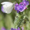 Un été dans mon jardin, avec un papillon blanc