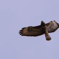 Buse variable (Buteo buteo)