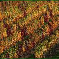 Patchwork & vineyard - pict