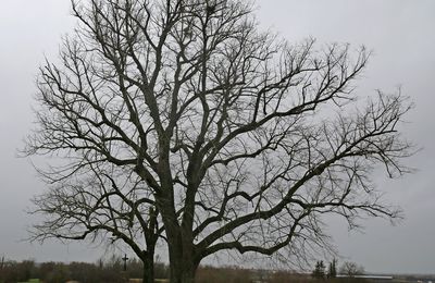 LE TILLEUL DE SAINT JULIEN LES GORZE 54470. Un arbre assurément à choyer pour un devenir remarquable... 3 février 2021.