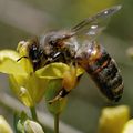 Les abeilles s'éteignent par milliards depuis quelques mois