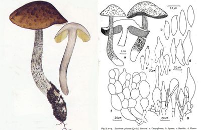 スミゾメヤマイグチ le cèpe gris, Leccinum griseum (carpini) 