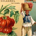 Le goût perdu de la tomate ? La Revue 180°C l'a retrouvé !