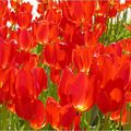 tulipes