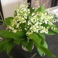  MUGUET RIME AVEC JOLI MOIS DE MAI