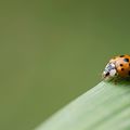 Coccinelles toujours !!!