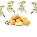 👨‍🌾 Pommes de terre nouvelles aux ombelles d’Aneth.Paysagiste pays basque