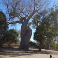 Trail de l'Ile Rouge 2017 - 6ème et dernière étape - Allée des Baobabs et plage de Kimony