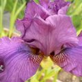 Une collection d'iris