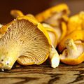 POELEE DE CHANTERELLES