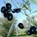 Les olives portugaises