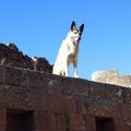 Pisac