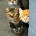 Les Chats de Janvier 2025 de Claire