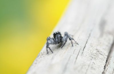 la petite coquine