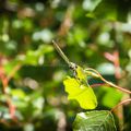 La faune autour de la Cèze (couleur)