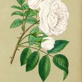 'La Biche', une lithographie du livre ancien "Les Roses" de Jamain & Forney...