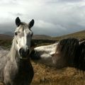 Week 3: Achill Island - Poneys dans les fields