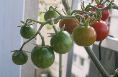 La contradiction de la tomate