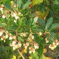 Arbutus unedo