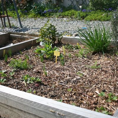 Avec le printemps, le potager renaît