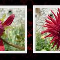 Dahlia au clos