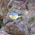 La bergeronnette des ruisseaux ? , photographiée à Funchal , île de Madère