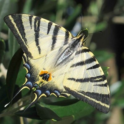 Au Jardin des Plantes