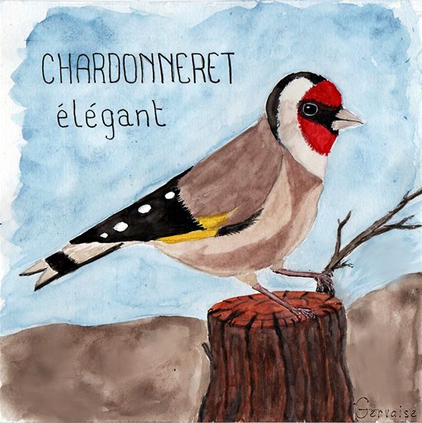 Chardoneret