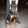 neo male 4mois DobermanxRott