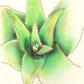 [30 Day Drawing Challenge] Day 17 - Favorite plant