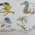 Dessiner les oiseaux