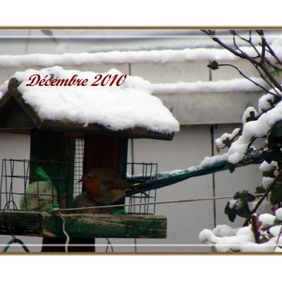 Rouge-gorge dans mon jardin