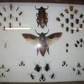 le musée des insectes, Palambala