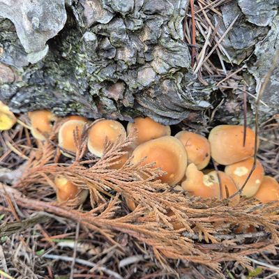 Balade du mois: octobre