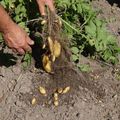 Petit tour du potager.