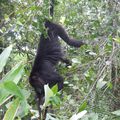 Community Baboon Sanctuary