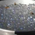 Faites un abreuvoir pour les abeilles et aidez à protéger et hydrater les pollinisateurs