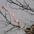 Premiers bourgeons.....