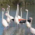 Parade nuptiale des flamants roses au Parc Ornithologique de Pont de Gau