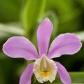 Cattleya harrisoniae