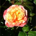 Les roses du dimanche