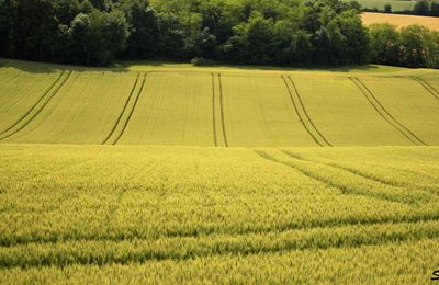 Géométrie agricole